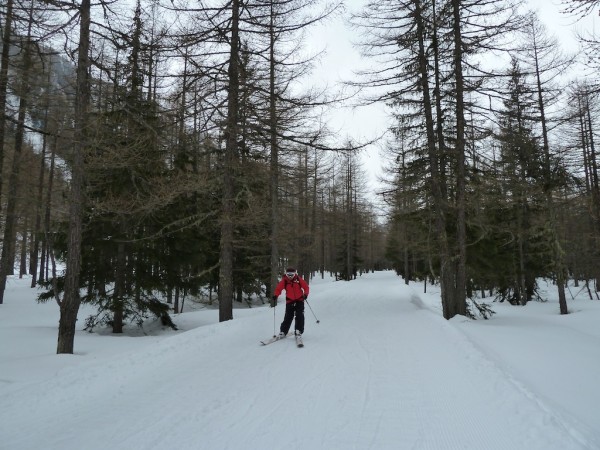 XC Skiing through the forest