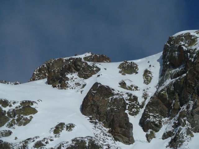 Chamois on the move